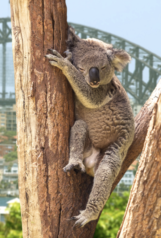 Australia Is Alive and Well